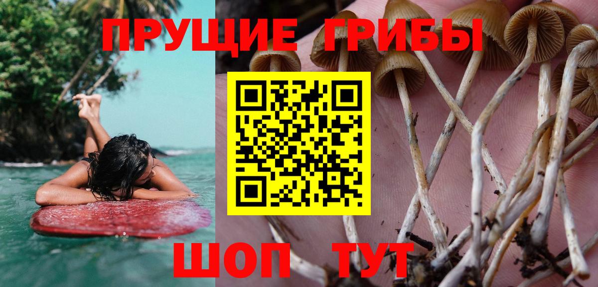 Краснокаменск  Псилоцибиновые грибы Psilocybine cubensis  Вход с VPN 